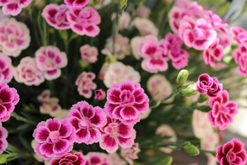 Schönheit der Blumen