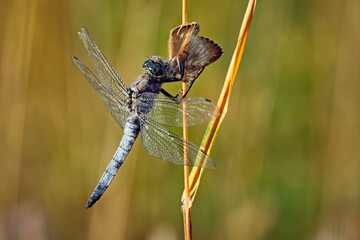 Großer Blaupfeil ( Orthetrum cancellatum ).