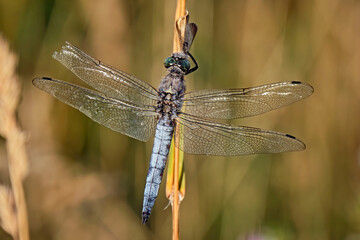 Großer Blaupfeil ( Orthetrum cancellatum ).