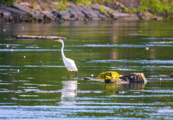 Great egret standing near rocks in a river