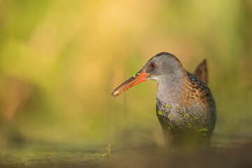 Water Rail (Rallus aquaticus). Swamp bird.