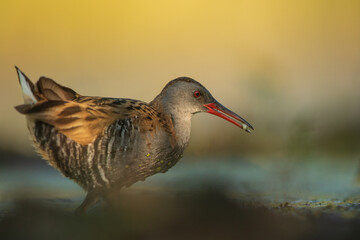 Water Rail (Rallus aquaticus). Swamp bird.