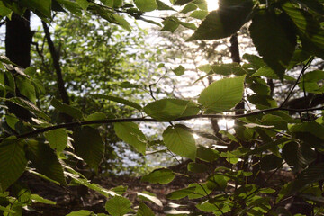 green leaves in front of a lake