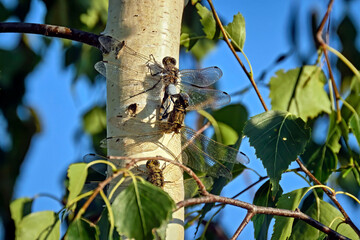 Großer Blaupfeil ( Orthetrum cancellatum ).