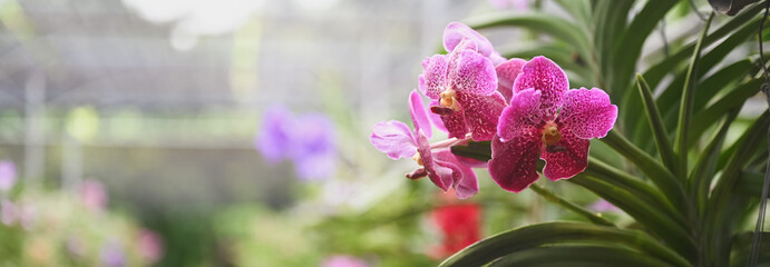 The colorful orchid farm is an agricultural industry in Thailand. © Prathankarnpap