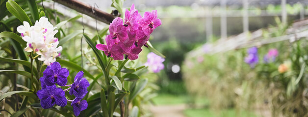 The colorful orchid farm is an agricultural industry in Thailand. © Prathankarnpap
