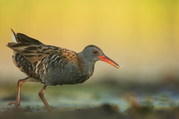 Water Rail (Rallus aquaticus). Swamp bird.