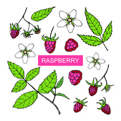 Vector set with raspberries, flowers and leaves isolated on white background. Hand-drawn sketch.