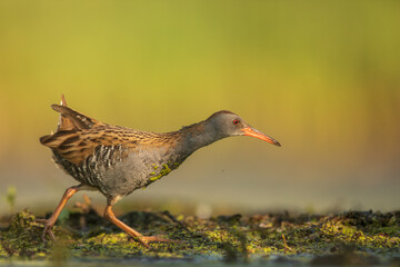 Water Rail (Rallus aquaticus). Swamp bird.
