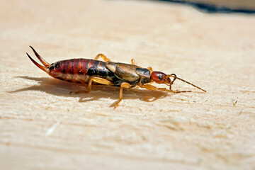 Gemeiner Ohrwurm ( Forficula auricularia ).