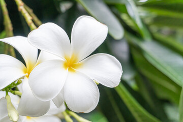 Fototapeta na wymiar Beautiful white Plumeria (Frangipani) bunch in home garden with happy morning mood and natural background.