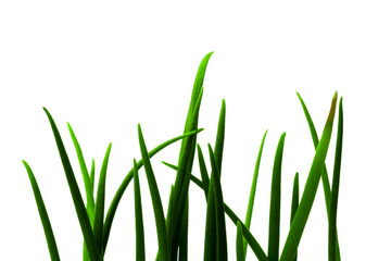 Fototapeta premium green grass isolated on white