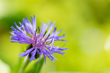 Cornflower in the sunny garden, summer green background