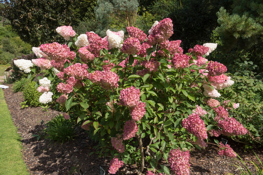 Pink Flower Heads of a Paniculate Hydrangea Shrub (Hydrangea paniculata Vanille Fraise 'Rehny') in a Country Cottage Garden in Rural Devon, England, UK
