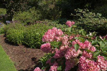 Obraz premium Pink Flower Heads of a Paniculate Hydrangea Shrub (Hydrangea paniculata Vanille Fraise 'Rehny') in a Country Cottage Garden in Rural Devon, England, UK