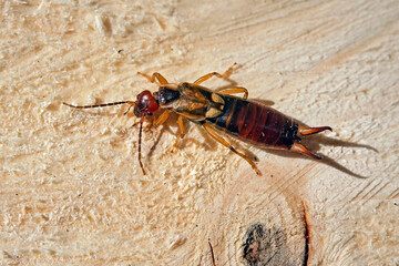 Gemeiner Ohrwurm ( Forficula auricularia ).