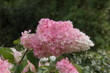 Pink Flower Heads of a Paniculate Hydrangea Shrub (Hydrangea paniculata Vanille Fraise 'Rehny') in...