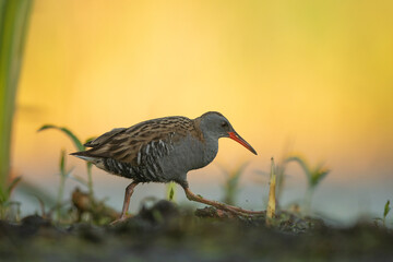 Water Rail (Rallus aquaticus). Swamp bird.