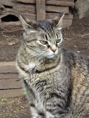 Beautiful female striped gray and tan tabby cat sitting outside in a garden on wooden steps
