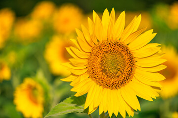 sunflower in the garden