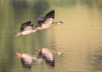 fliegende Nilg&auml;nse mit Spiiegelung