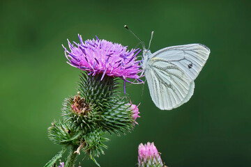 Rapsweißling ( Pieris napi ).
