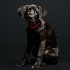Puppy happy labrador dog in studio lighting