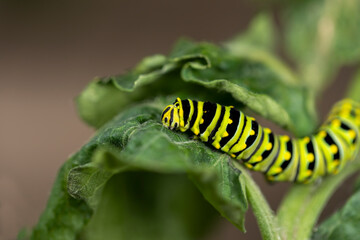 Black Swallowtail caterpillars. In North America they are more common species. It is the state butterfly of Oklahoma and New Jersey.