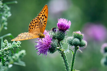 Obraz premium Kaisermantel oder Silberstrich ( Argynnis paphia ).