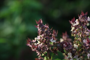lilac flowers on a green background