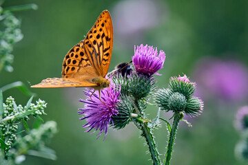 Kaisermantel oder Silberstrich ( Argynnis paphia ).