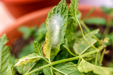 Caterpillar weaving its nest with silk during metamorphosis.