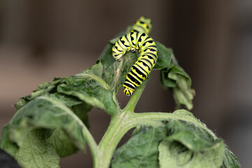 Black Swallowtail caterpillars. In North America they are more common species. It is the state butterfly of Oklahoma and New Jersey.