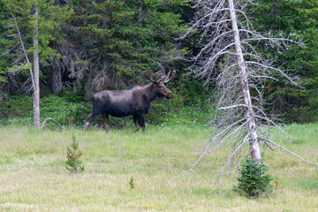 Moose in the Colorado Rocky Mountains
