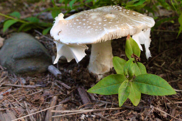 mushroom in the forest