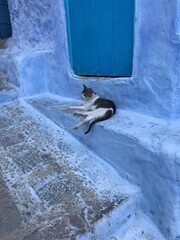 cat relaxing on the doorstep of the house in chefchaouen city
