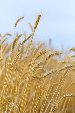 Golden ripe wheat ready for harvest