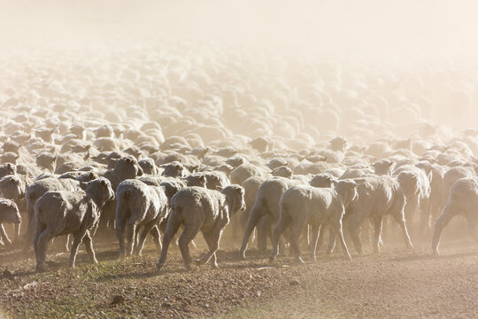 A mob of merino sheep in dusty paddock