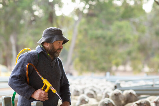 Sheep farmer with a drench applicator