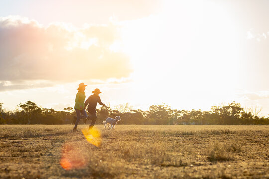 Sun Flare On Farm Kids And Lamb In Paddock