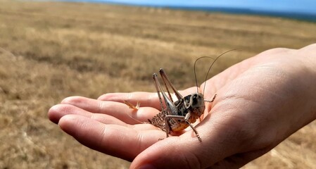 mosquito sucking blood