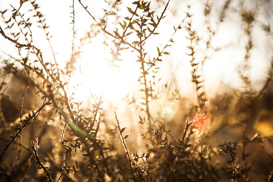 Spiky bush plant silhouetted against setting sun