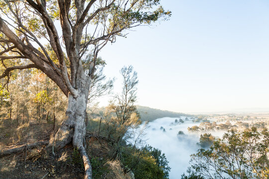 Gum tree on cliff with mist and fog over paddocks behind