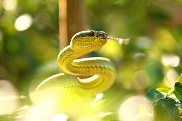 Green mangrove pit viper  is a venomous pit viper species native to India, Bangladesh and Southeast Asia.