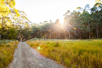Gravel driveway onto property in forested hill country