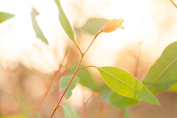 Close up of new gum leaves backlit by orange smokey sky