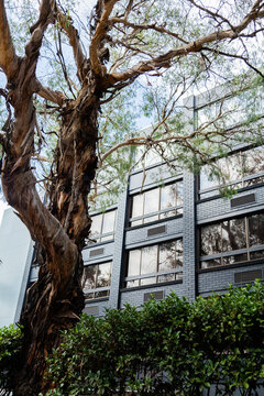 Looking up at high rise city buildings in Sydney with tree beside them