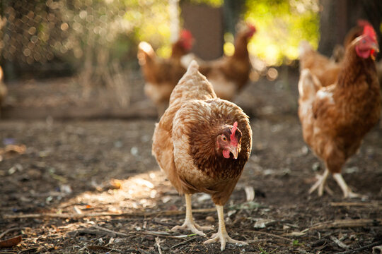 Isa brown hens in the chook yard on a farm