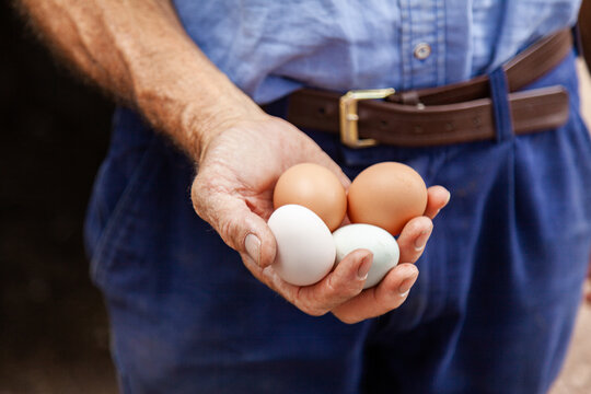 Farmer holding eggs in his hands