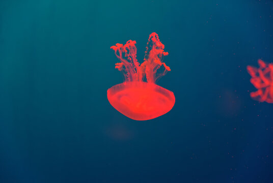 Red Aurelia aurita jellyfish floating in the blue water